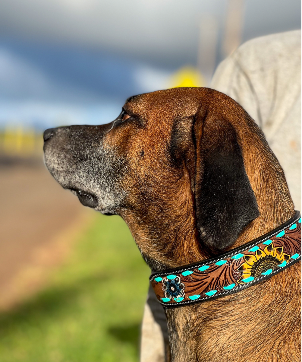 Scenic Dog Collar